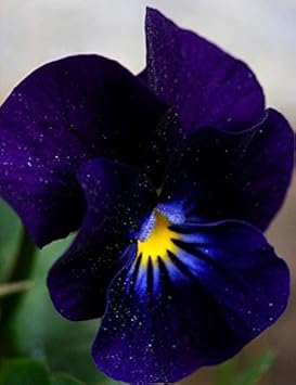 Dark Blue Pansy Seeds for Planting