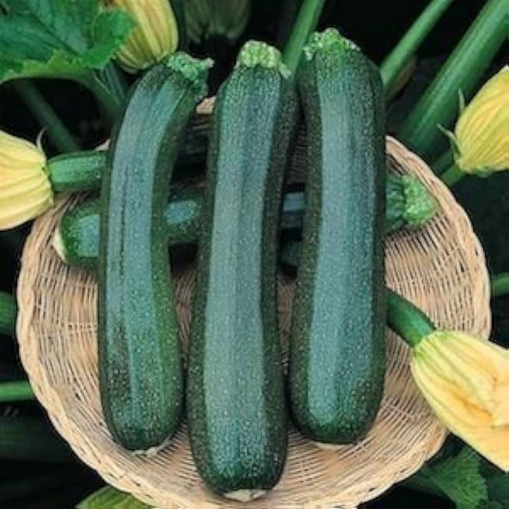 Green Zucchini Long Squash Seeds