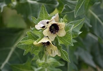 cream henbane flower seeds