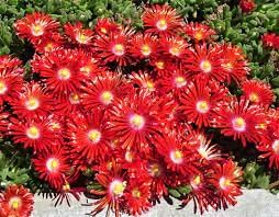 Flower Seeds, Seeds for Planting, Plant Seeds