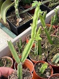 Flower Seeds, Seeds for Planting, Plant Seeds