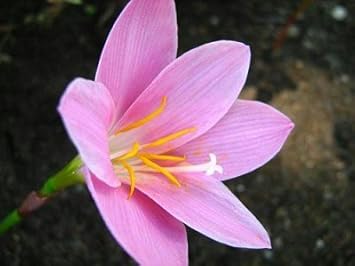 Flower Seeds, Seeds for Planting, Plant Seeds