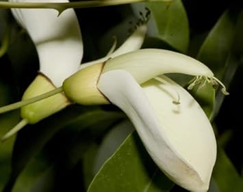 Flower Seeds, Seeds for Planting, Plant Seeds