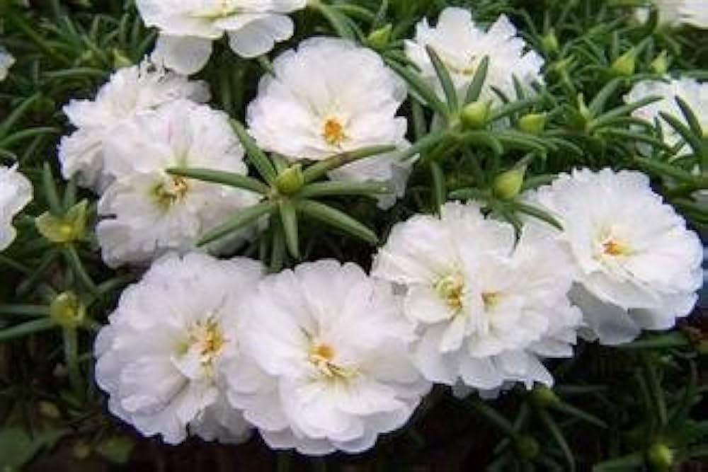 portulaca hybrid flower seeds