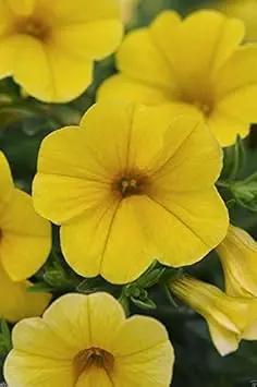 yellow calibrachoa flower seeds