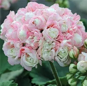 Light Pink Pelargonium Flower Seeds for Planting, 100 pcs