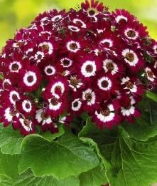 Flower Seeds, Seeds for Planting, Plant Seeds