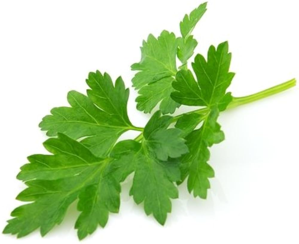 Parsley Plant Seeds for Planting - 100 pcs