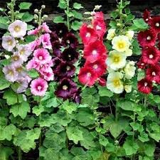 heirloom non flower seeds