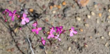 Flower Seeds, Seeds for Planting, Plant Seeds