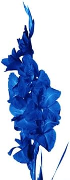 Flower Seeds, Seeds for Planting, Plant Seeds