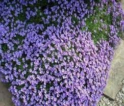 aubrieta cascade flower seeds