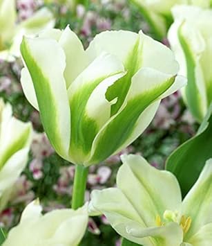 green tulip flower seeds