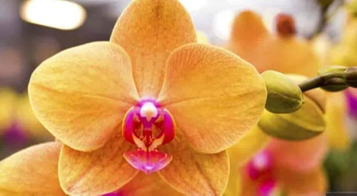 Orange Pink Phalaenopsis Orchid Flower Seeds for Planting – Heirloom Non-GMO High Germination Exotic Blooms