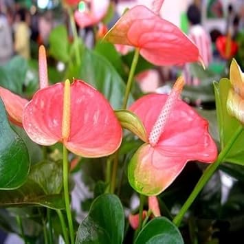 pink heirloom flower seeds