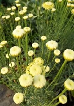 Flower Seeds, Seeds for Planting, Plant Seeds