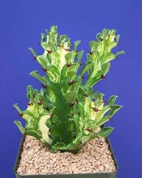 heirloom euphorbia flower seeds
