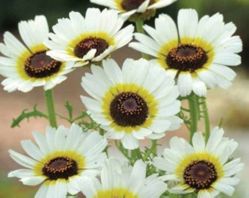 yellow white flower seeds