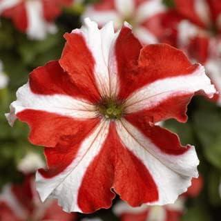 Flower Seeds, Seeds for Planting, Plant Seeds