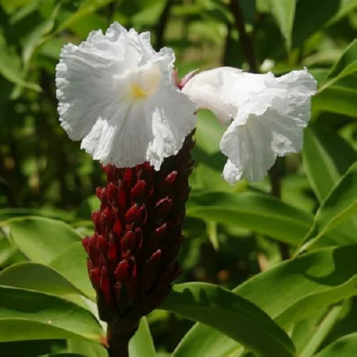 Heirloom Non-GMO Costus Flower Seeds for Planting – Tropical Ornamental Blooms