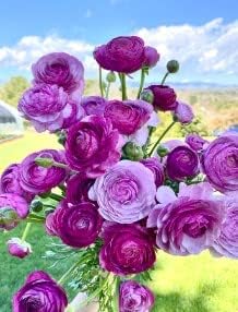 Heirloom Lavender Ranunculus Flower Seeds for Planting