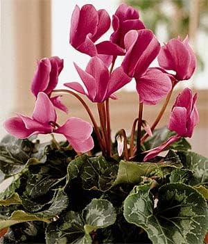 pink cyclamen flower seeds