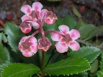 red chimaphila flower seeds