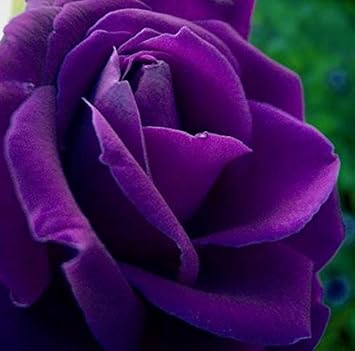 Flower Seeds, Seeds for Planting, Plant Seeds