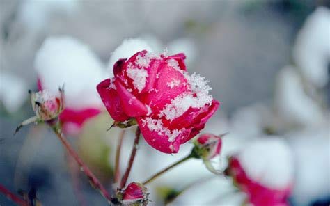 Pink Snow Rose Blomsterfrø til udplantning - 100 stk