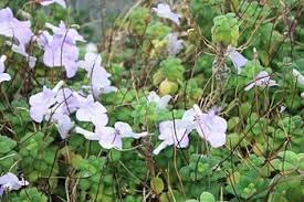 Flower Seeds, Seeds for Planting, Plant Seeds