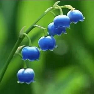maiglockchen bell flower seeds