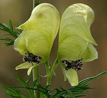 green light flower seeds