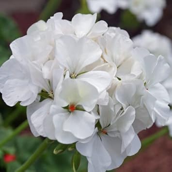 Flower Seeds, Seeds for Planting, Plant Seeds