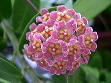 Flower Seeds, Seeds for Planting, Plant Seeds