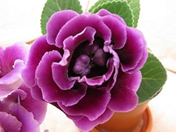 Flower Seeds, Seeds for Planting, Plant Seeds