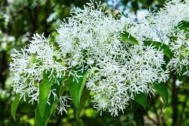 Flower Seeds, Seeds for Planting, Plant Seeds