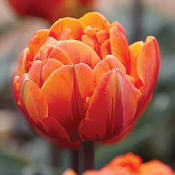orange double flower seeds