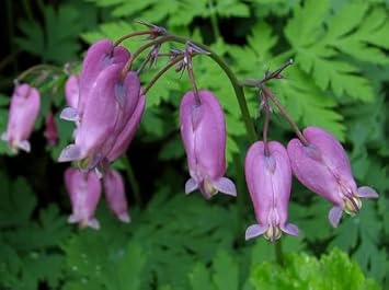 Flower Seeds, Seeds for Planting, Plant Seeds