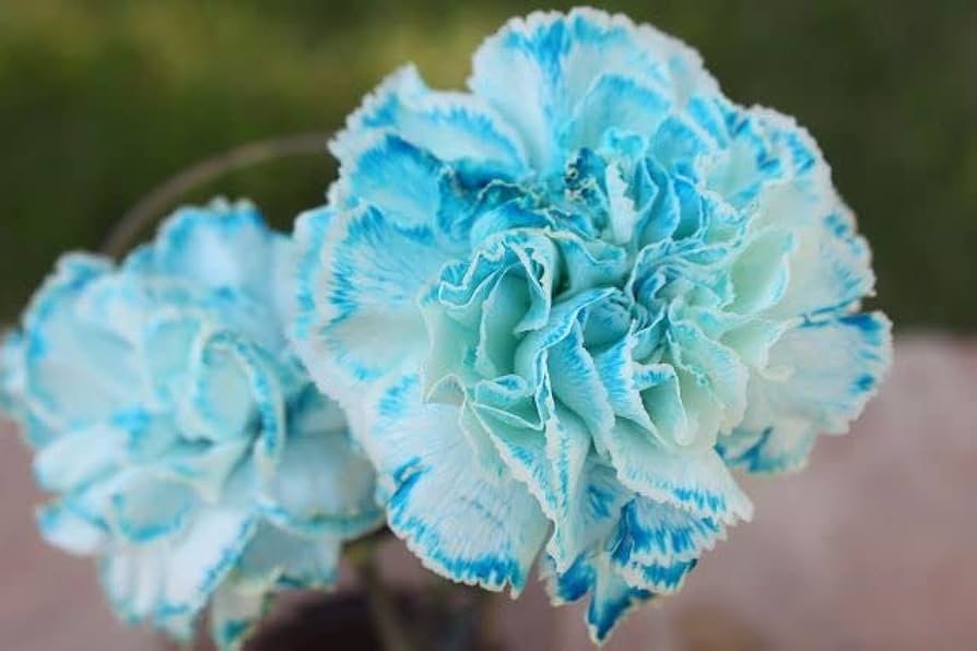 Havblå Dianthus Caryophyllus Blomsterfrø til udplantning 100 stk