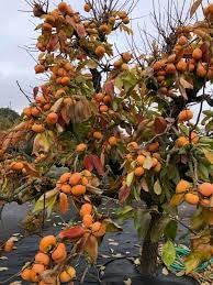 Fuyu Persimmon Seeds – Non-GMO Heirloom Fruit Seeds for Garden Planting