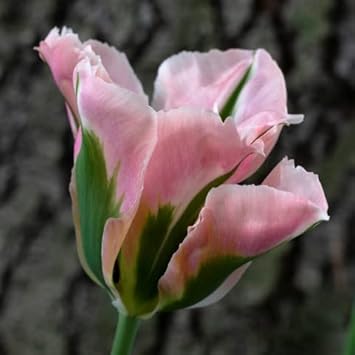 green pink flower seeds
