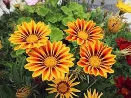 giant gazania flower seeds
