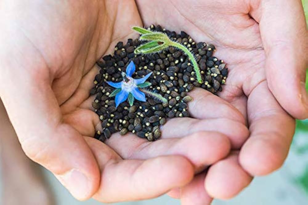 blue borago flower seeds