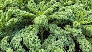Heirloom Non-GMO Kale Seeds for Planting