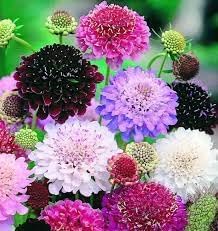 Flower Seeds, Seeds for Planting, Plant Seeds