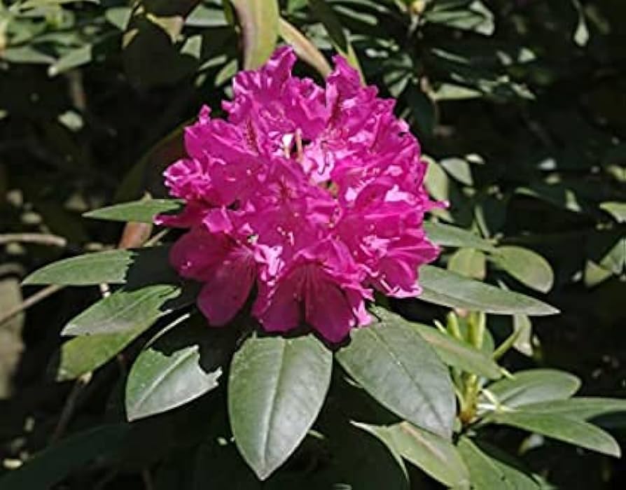 Catawba Rhododendron Blomsterfrø til udplantning 100 stk