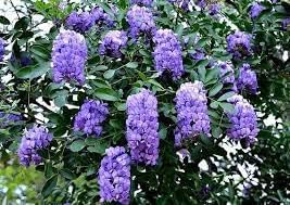 Flower Seeds, Seeds for Planting, Plant Seeds