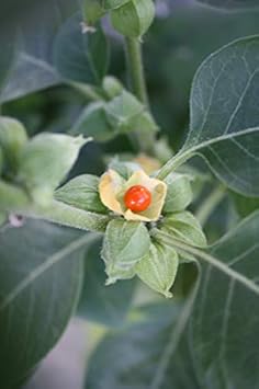 orange somnifera flower seeds
