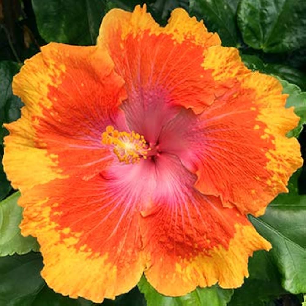 orange yellow flower seeds