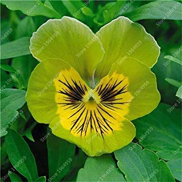 Green Pansy Flower Seeds for Planting - 100 pcs